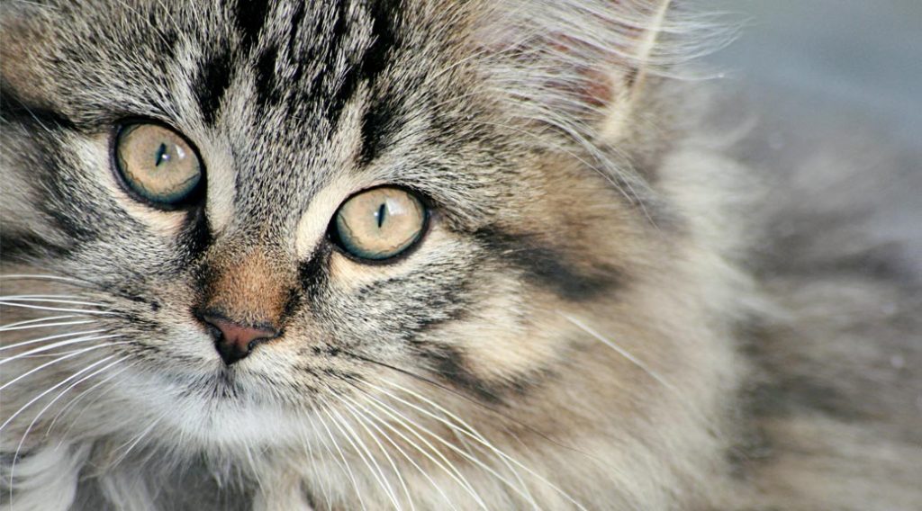 Close-up of cat's face