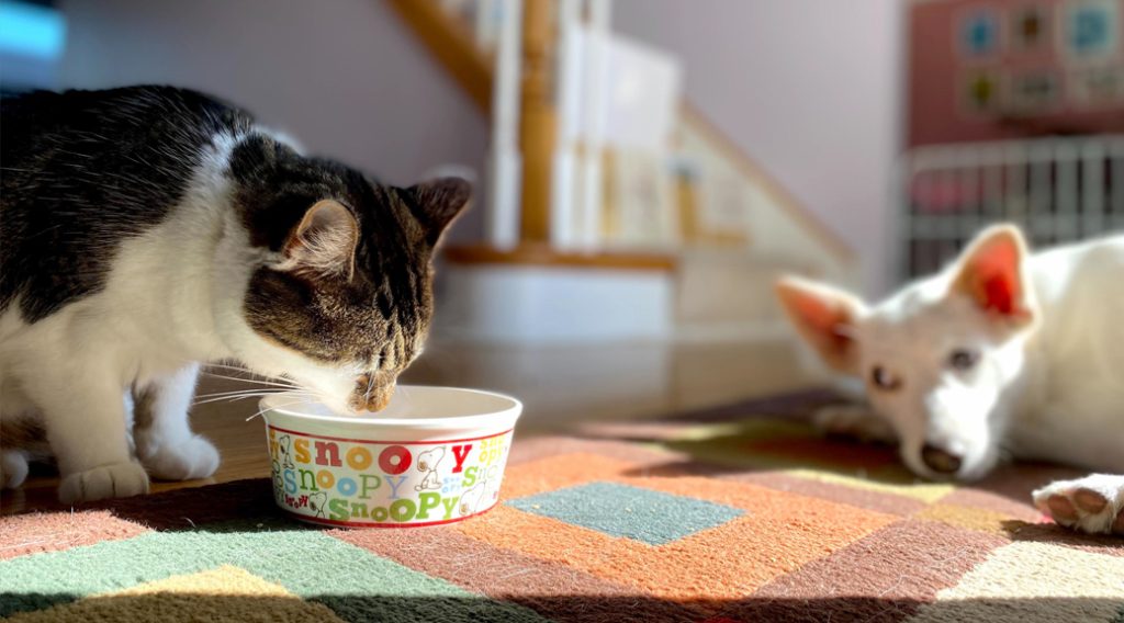 Cat eating from bowl while dog watches