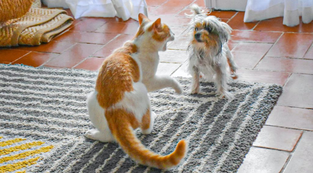 Cat scolding a dog