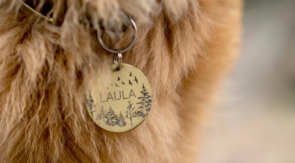 ID tag hanging from a dog's collar