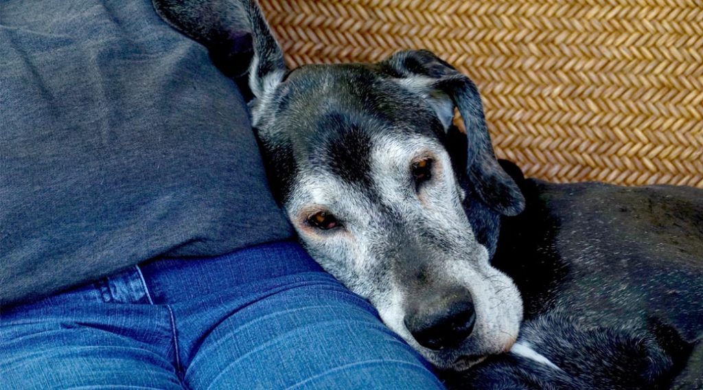 Old dog resting its head on a person wearing jeans and a gray shirt