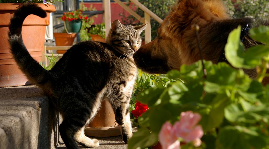 Dog looking at cat on outside steps