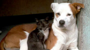 Black and white cat sitting with brown and white dog