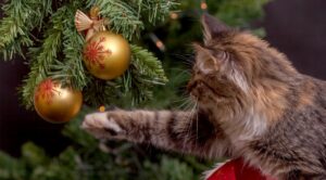 Cat pawing at ornament on Christmas tree