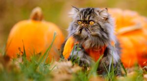 Cat sitting in front of pumpkins