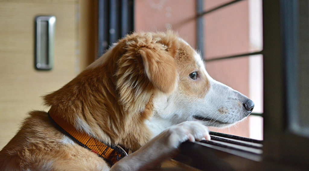 Dog looking out window