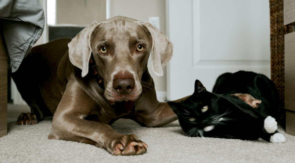 Dog lying on the floor next to a cat