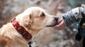 Dog receiving a treat