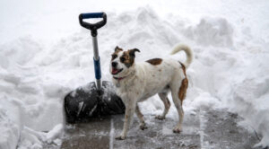 Dog with snow shovel on partially-cleared area